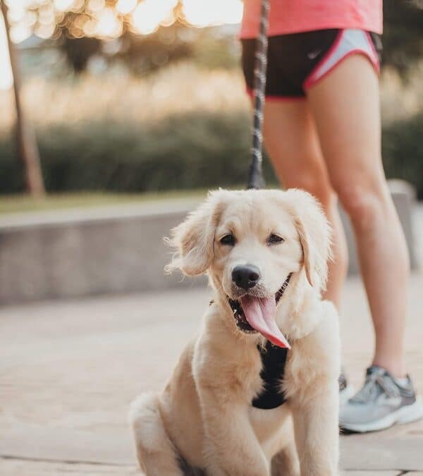 A Happier, Healthier Year For You and Your Pet