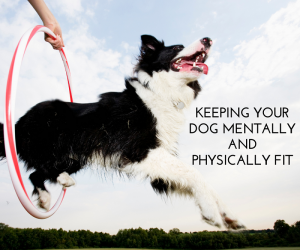 Keeping Your Dog Mentally and Physically Fit