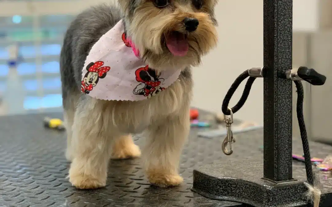 Winter Coat Care 101: Blue Ribbon Grooming Tips for Dry Skin, Shedding, and Mats