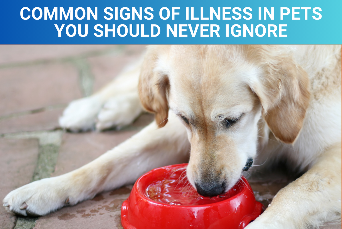 Common Signs of Illness in Pets You Should Never Ignore