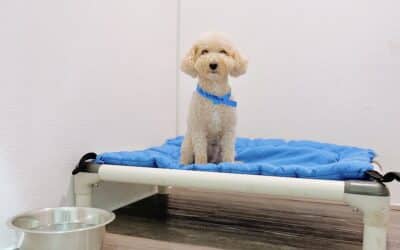 Holiday Boarding, Done Right: How Circle B Bed ’N Biscuits Keeps Pets Comfortable During December Travel
