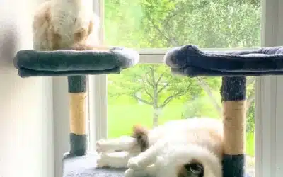 A Peaceful Holiday for Cats: What to Expect from Our Luxury Cat Lofts