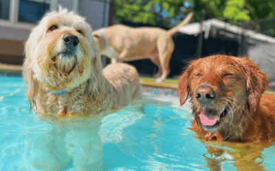 Pool Safety for Pets: Can Dogs Swim, and Should They?