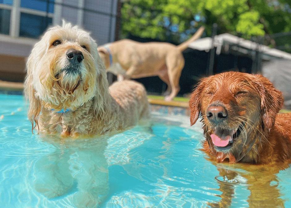 Pool Safety for Pets: Can Dogs Swim, and Should They?