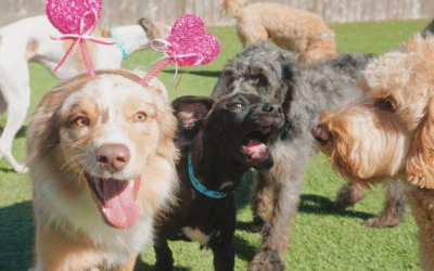 Valentine’s Date Night? Your Dog’s Got Plans Too: February Doggy Daycare for Social Play and Healthy Energy