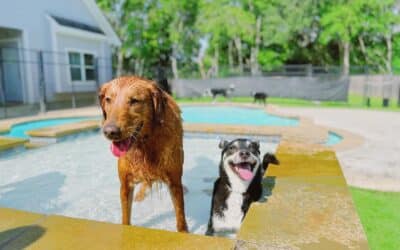 Splash Into Summer: How Doggy Daycare at Circle B Bed ‘N Biscuits Helps Dogs Burn Energy in May