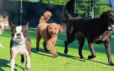 Spring Energy Is Real: Why Doggy Daycare in March Helps Dogs Burn Zoomies the Healthy Way