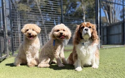 More Sunshine, More Energy: Why April Doggy Daycare Helps Dogs Stay Active and Social