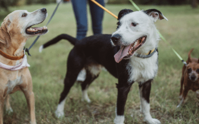 Doggy Daycare vs. Pet Sitters: What’s Best for Your Pup?