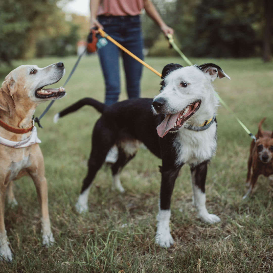 Doggy Daycare vs. Pet Sitters: What’s Best for Your Pup?