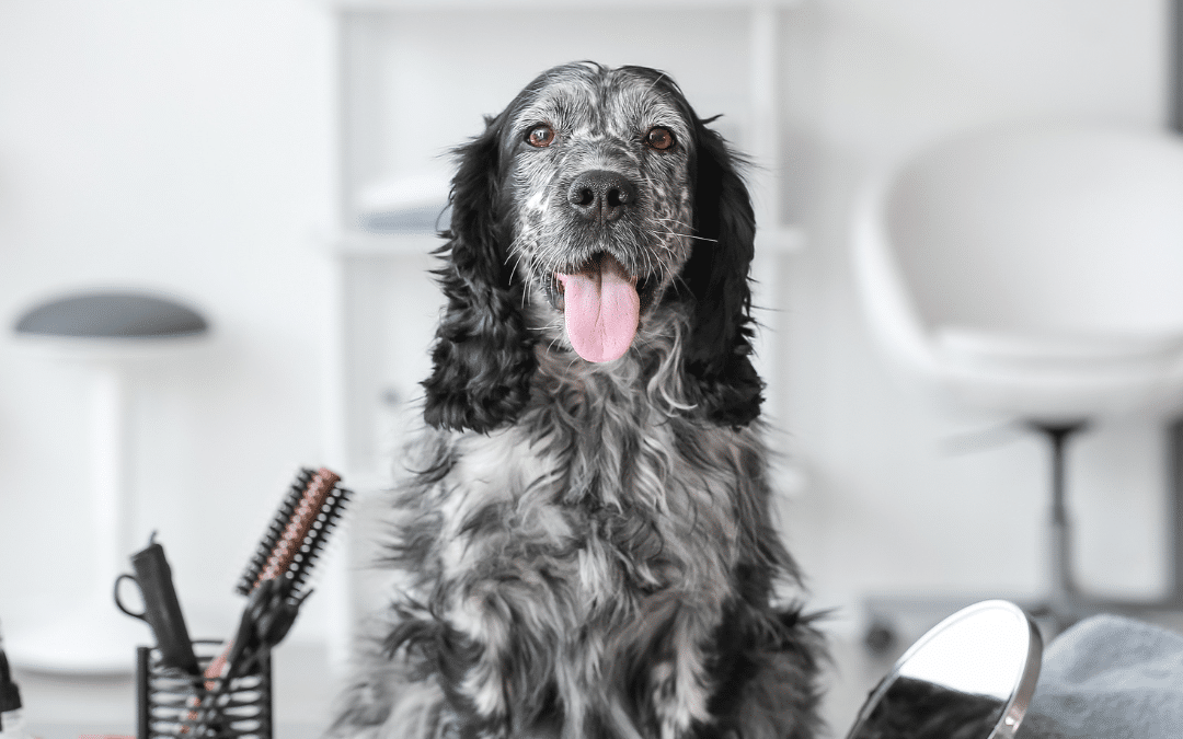 Grooming Tips to Reduce Shedding This Spring