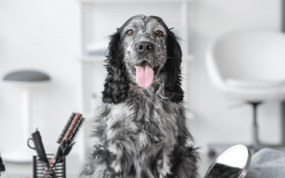 Grooming Tips to Reduce Shedding This Spring