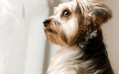 How Doggy Daycare Can Help with Separation Anxiety