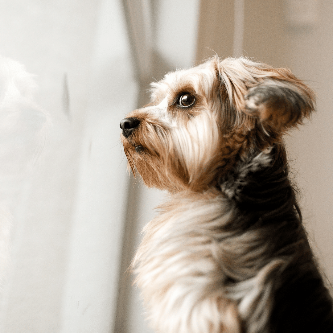 How Doggy Daycare Can Help with Separation Anxiety