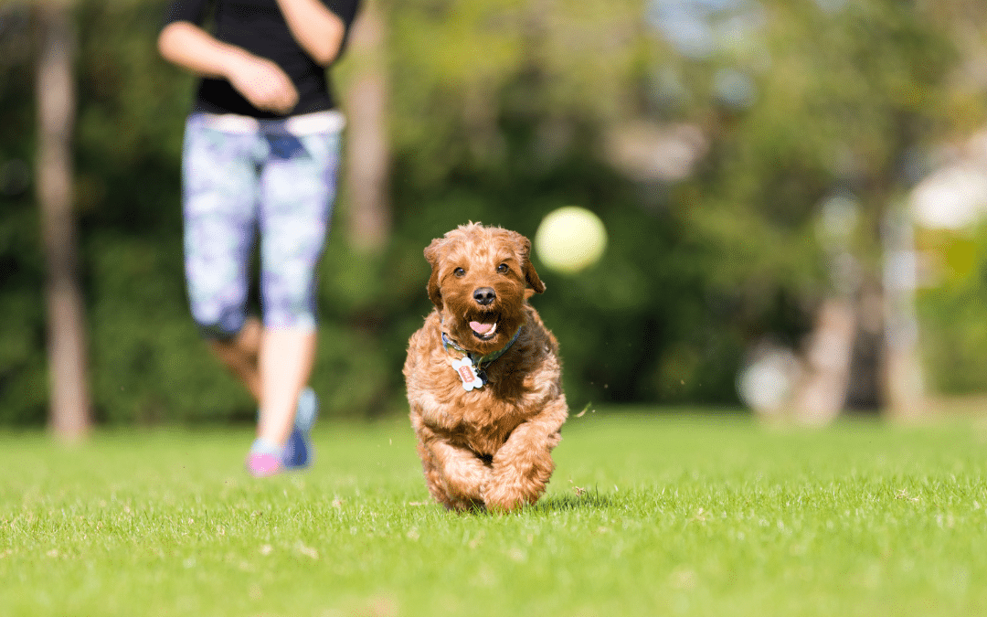 The Benefits of Doggy Daycare for High-Energy Pets