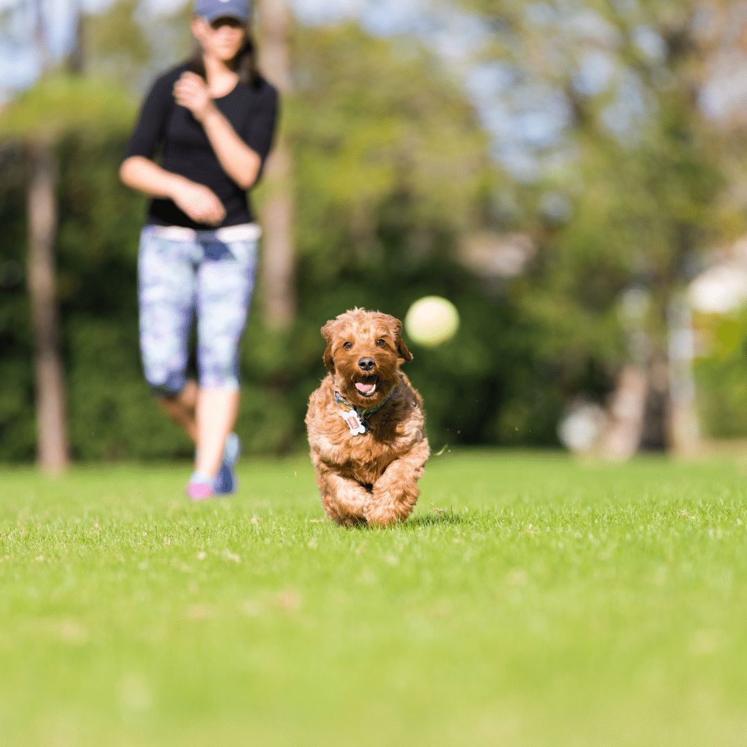 The Benefits of Doggy Daycare for High-Energy Pets