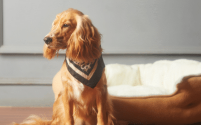 Traveling Soon? How to Prepare Your Pet for Boarding