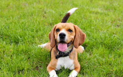 Safe Outdoor Fun: Keeping Your Pet Healthy During Summer Play