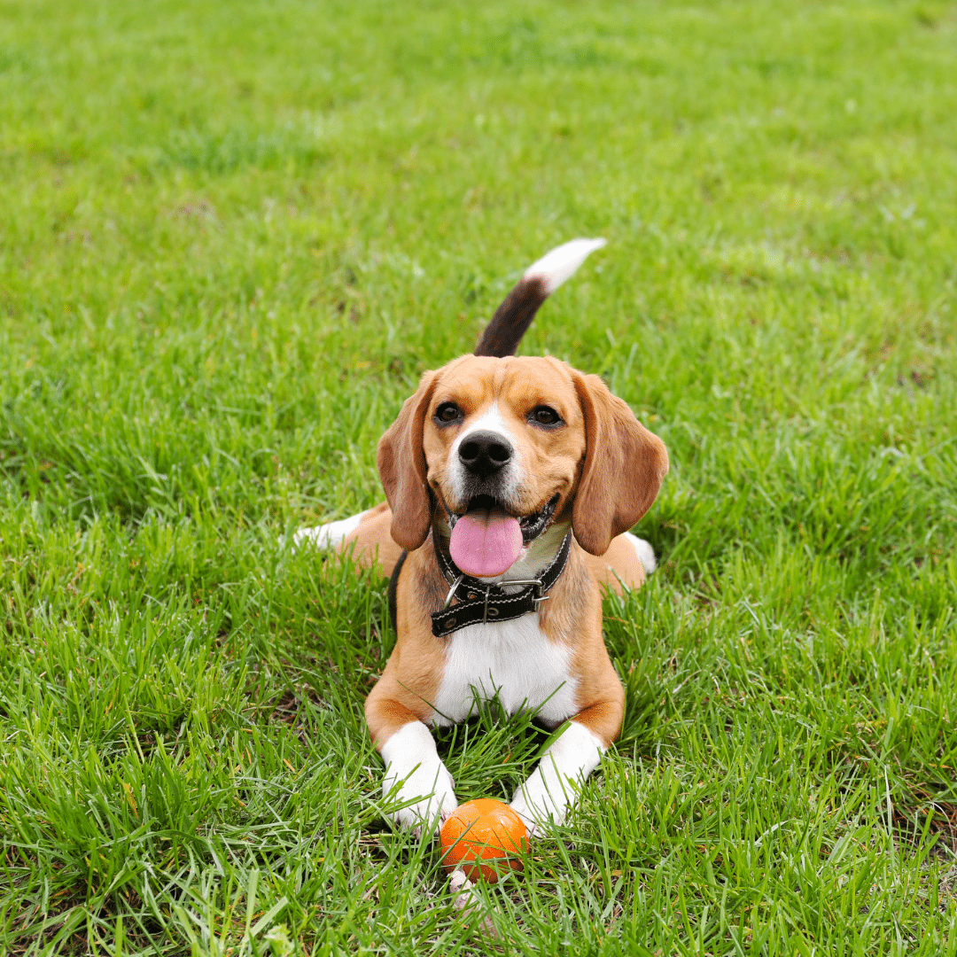 Safe Outdoor Fun: Keeping Your Pet Healthy During Summer Play