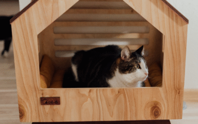 The Benefits of Luxury Pet Boarding vs. Traditional Kennels