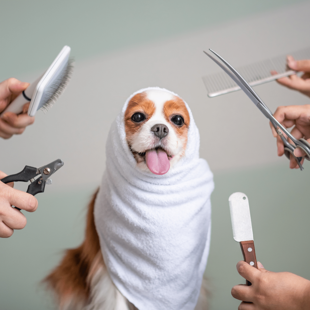 Specialty Grooming: The Best Styles for Summer Haircuts