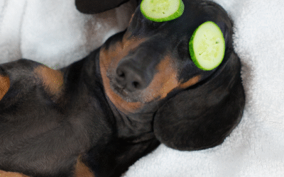 Why Your Pet Deserves a Spa Day: The Perks of Professional Grooming