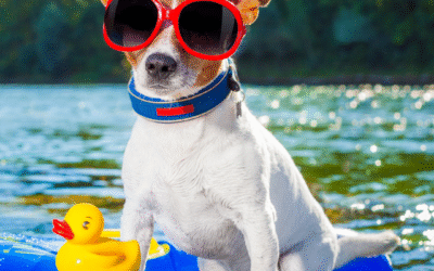 Why Does My Dog Smell After Swimming? Grooming Tips for Summer Adventures