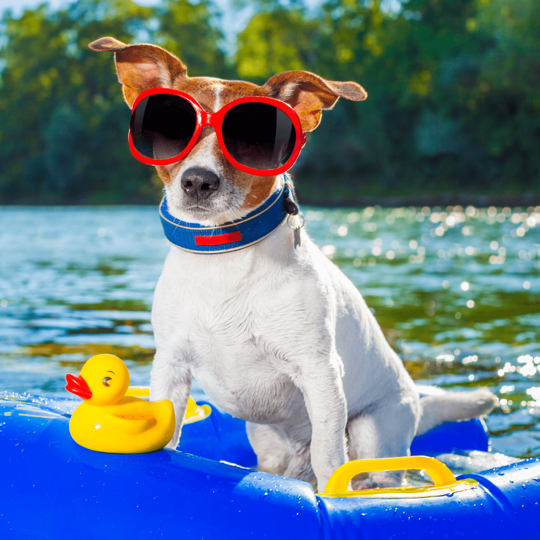 Why Does My Dog Smell After Swimming? Grooming Tips for Summer Adventures