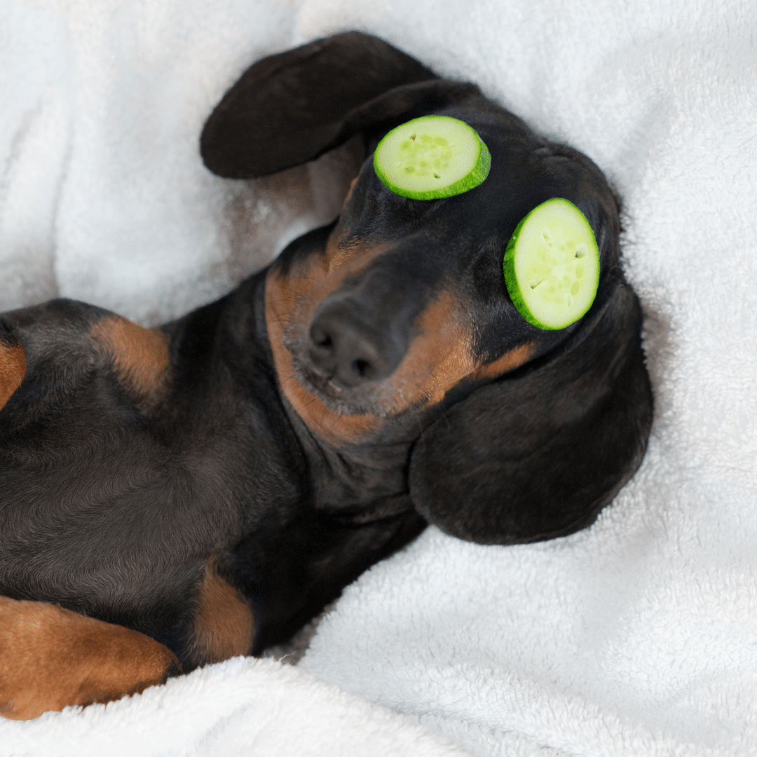 Why Your Pet Deserves a Spa Day: The Perks of Professional Grooming