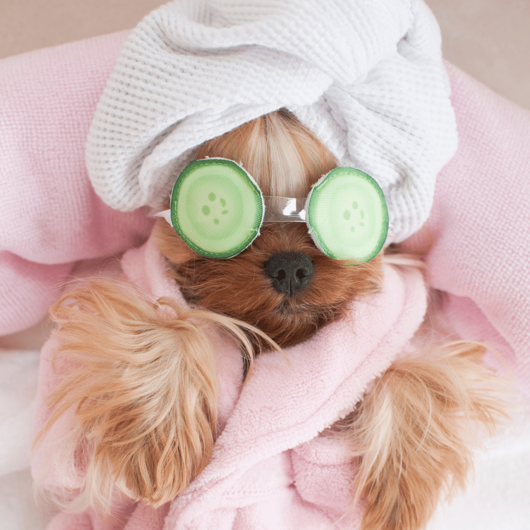 The Ultimate Summer Spa Day: Treat Your Pet to a Grooming Session