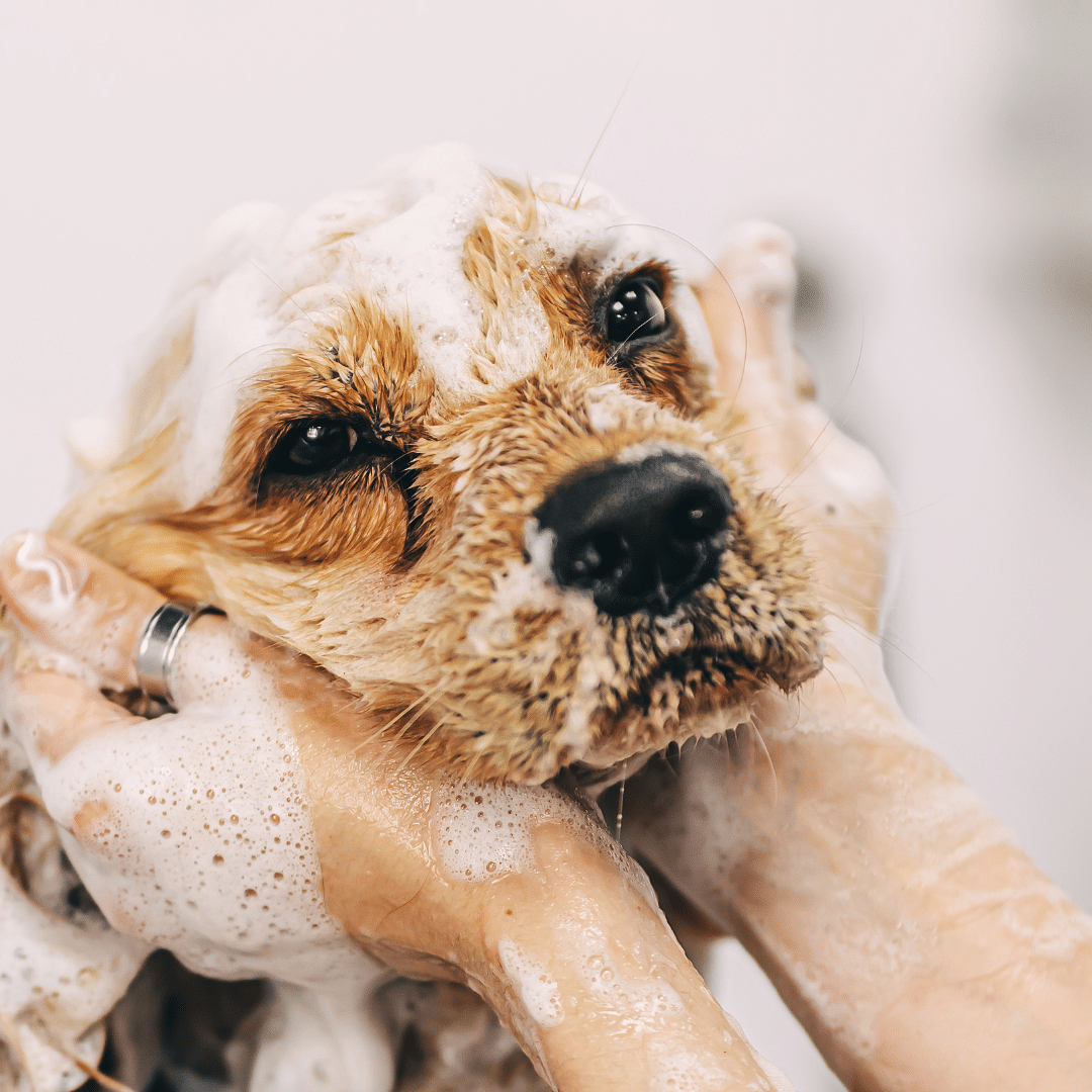 Grooming Tips for Double-Coated Dogs in the Summer