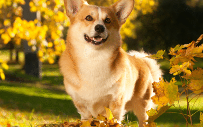 Changing Seasons, Changing Needs: How Professional Daycare Keeps Your Dog Active