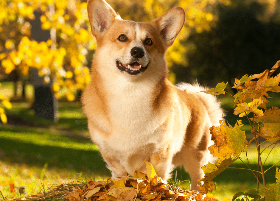 Changing Seasons, Changing Needs: How Professional Daycare Keeps Your Dog Active