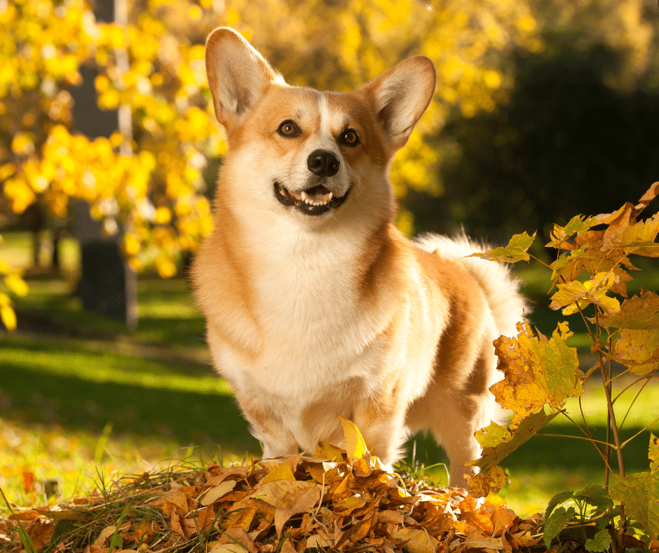 Changing Seasons, Changing Needs: How Professional Daycare Keeps Your Dog Active