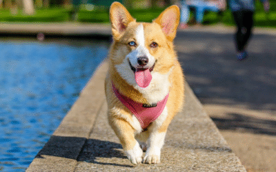 Busy Schedule? How Professional Pet Services Save You Time and Stress