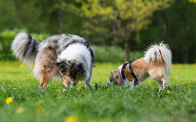 Social Skills Start with Professionals: The Role of Daycare in Well-Behaved Dogs