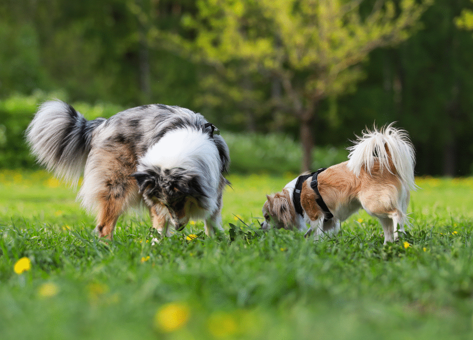 Social Skills Start with Professionals: The Role of Daycare in Well-Behaved Dogs