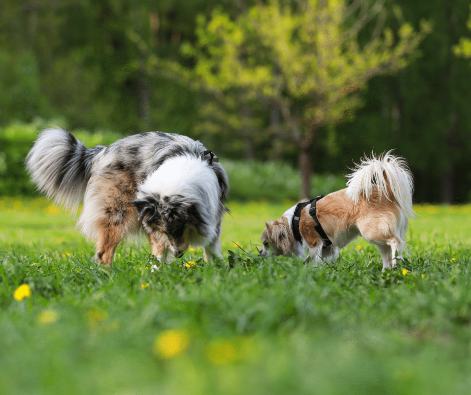 Social Skills Start with Professionals: The Role of Daycare in Well-Behaved Dogs