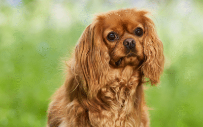 Matted Fur and Summer Skin Issues: Leave It to the Pros