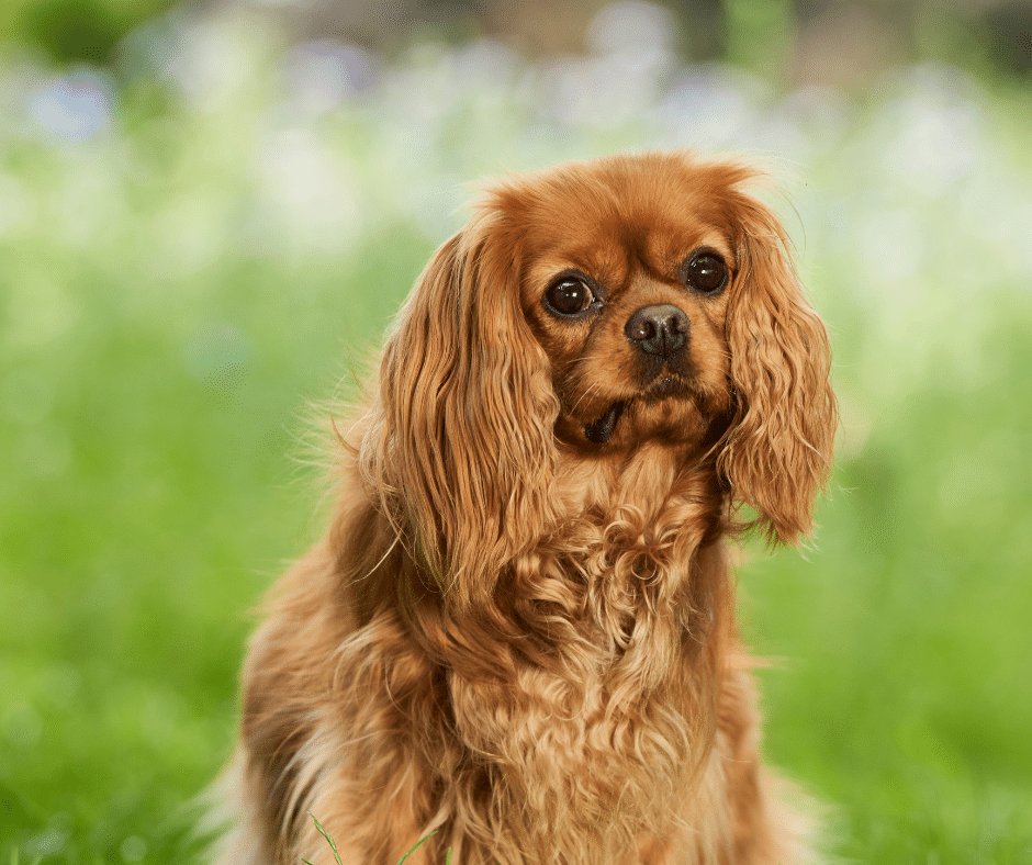 Matted Fur and Summer Skin Issues: Leave It to the Pros
