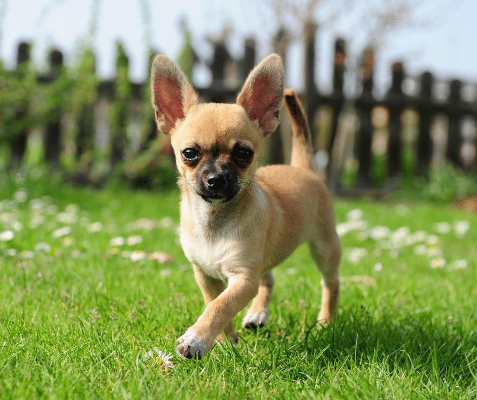 Trust the Pros: Common Daycare Mistakes Pet Parents Make at Home