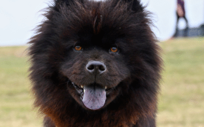 Why a Kennel Isn’t the Same as Luxury Boarding