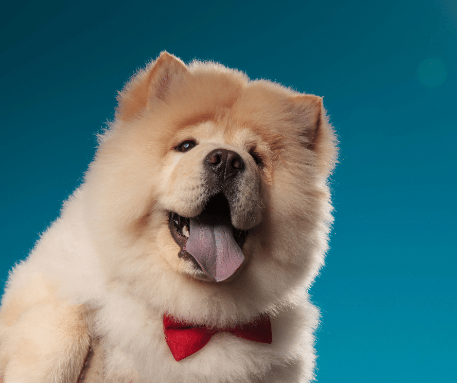 Seasonal Shedding: Why Now’s the Time for a Professional Grooming Appointment