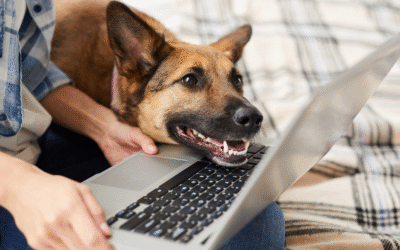 Fall Break Plans? Secure Stress-Free Boarding for Your Pet