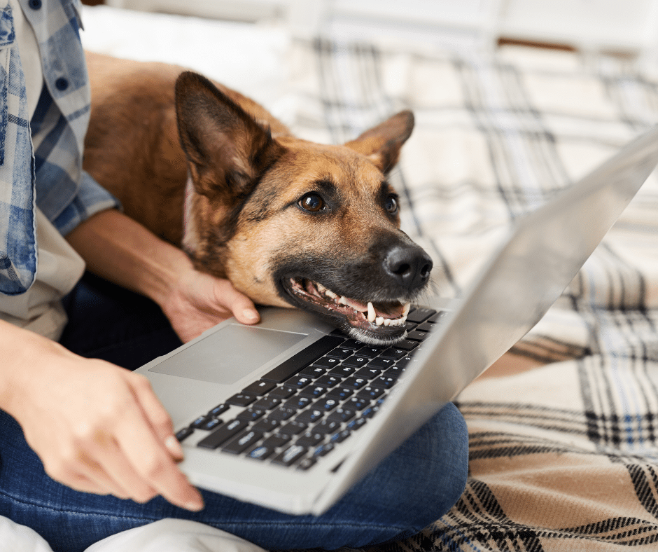 Fall Break Plans? Secure Stress-Free Boarding for Your Pet
