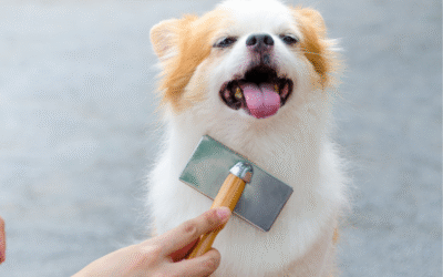 Skip the Bathtub Battles: Let the Groomers Handle the Holiday Prep