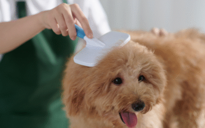 Avoid Fall Allergies: The Grooming Routine Your Dog Actually Needs