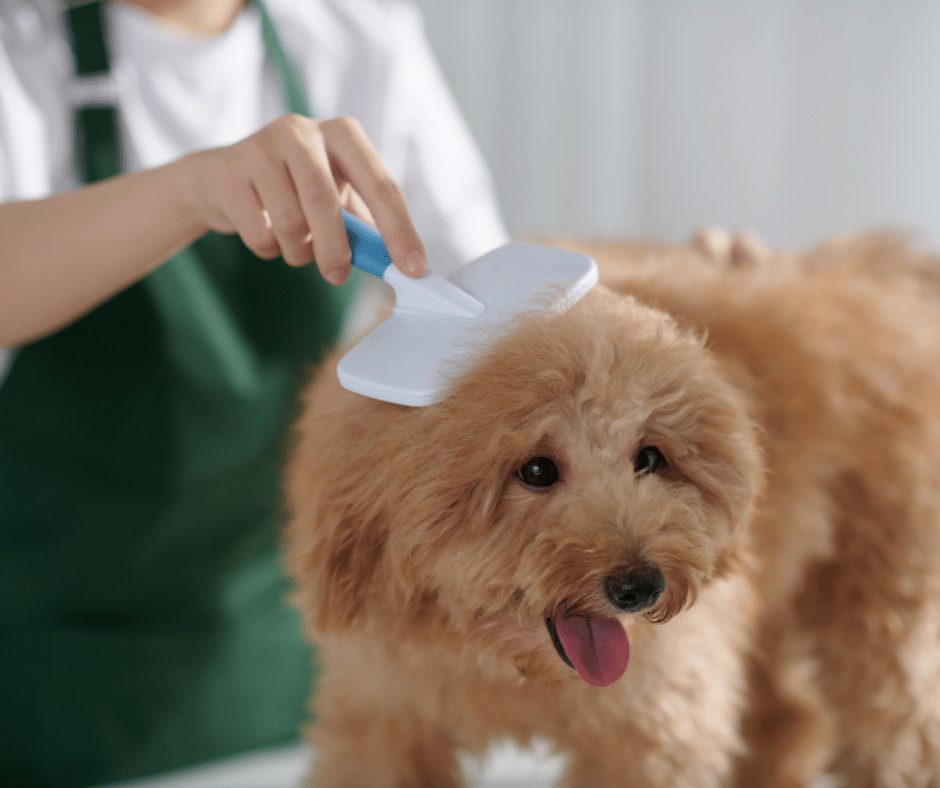 Avoid Fall Allergies: The Grooming Routine Your Dog Actually Needs