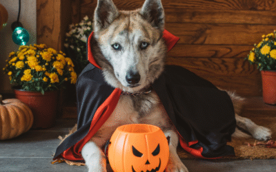 No Tricks, Just Treats: Why Pets Deserve Professional Care This Halloween