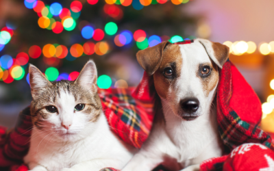 Beat the Holiday Zoomies: Why December Doggy Daycare Helps Dogs Keep Calm and Social